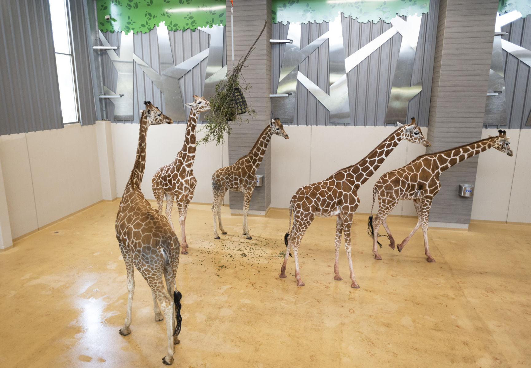 Giraffes, 05.24